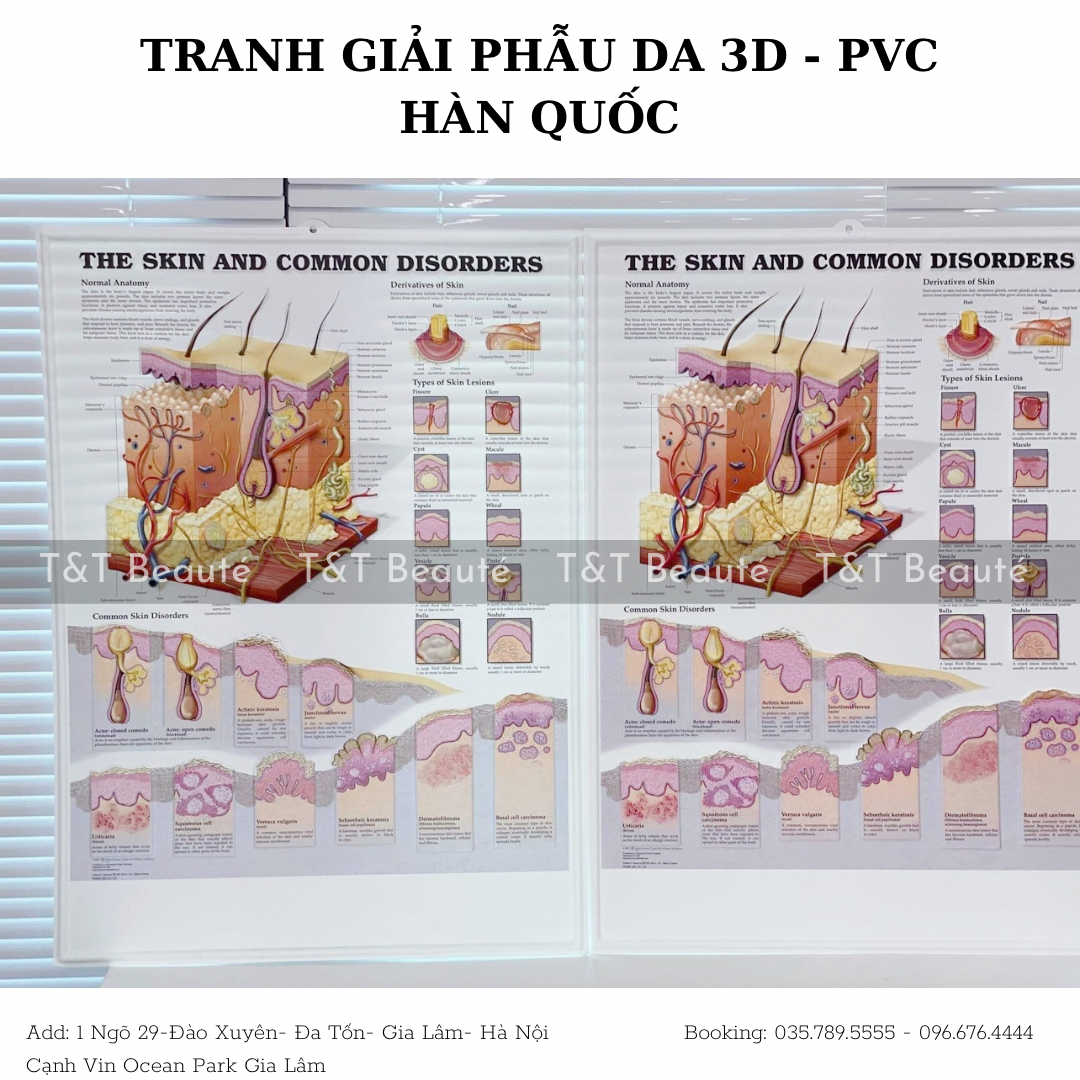 Tranh giải phẫu da 3D - PVC HÀN QUỐC